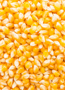 Maize